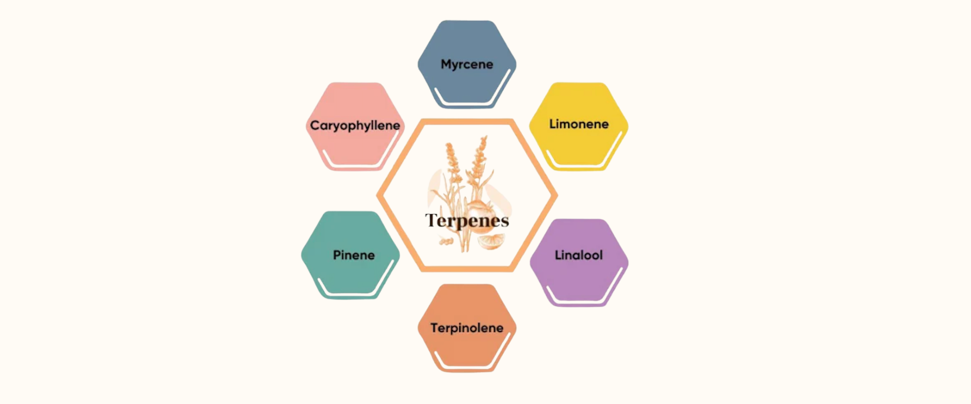 Terpenes Labels Get in the Know - A Comprehensive Guide to the Terpenes Chart