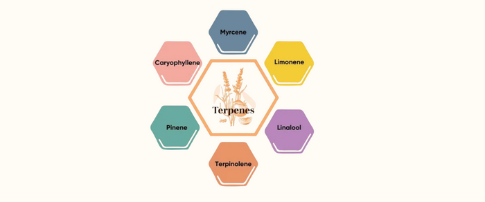 Terpenes Chart