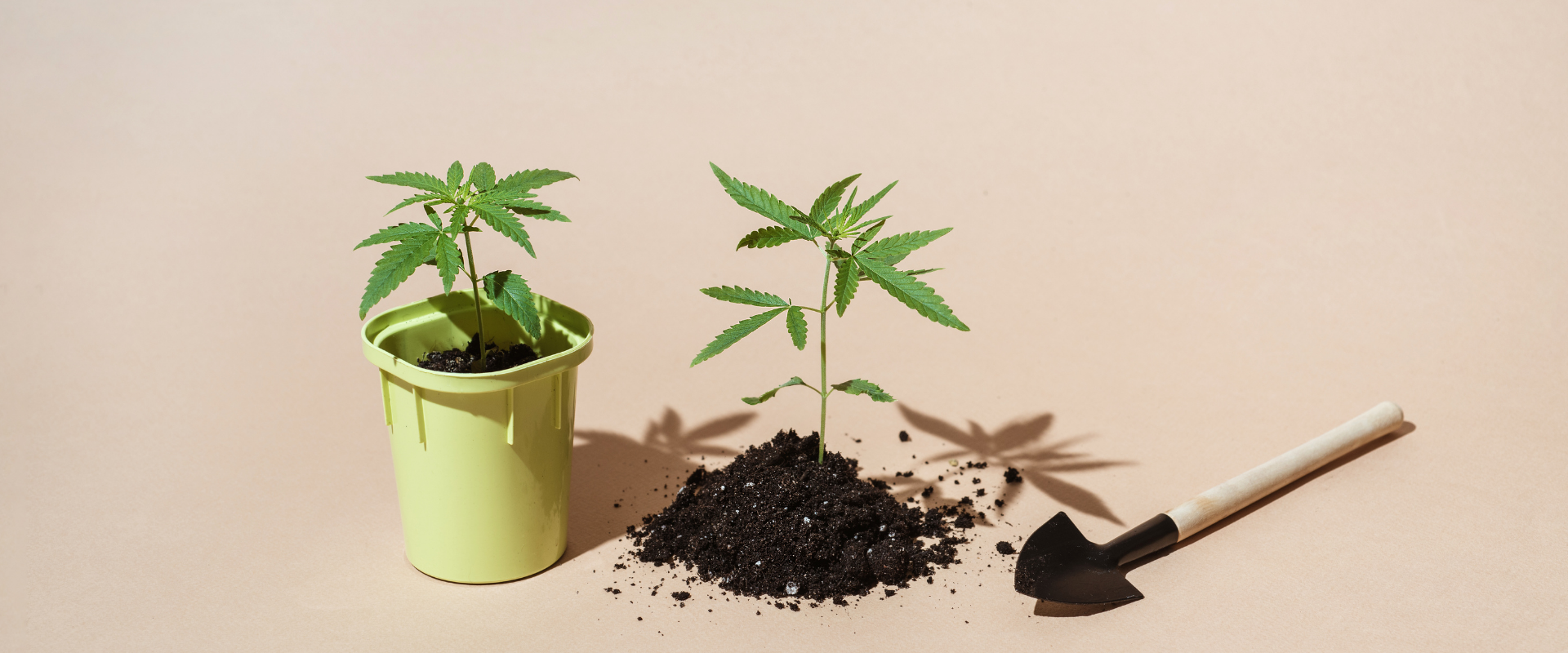 How To Choose the Best Soil for Cannabis